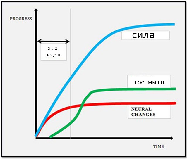 График исследования “Neural adaptation to resistance training” (Med Sci Sports Exerc. 1988)