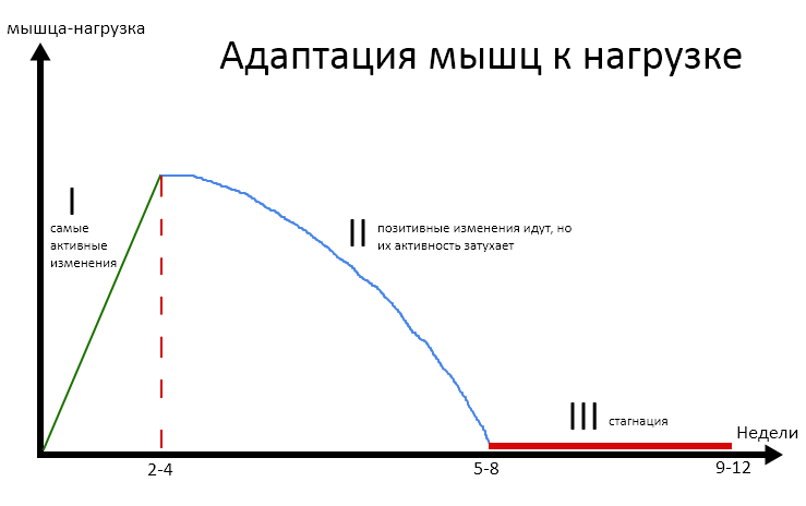 Адаптация мышц к физической нагрузке